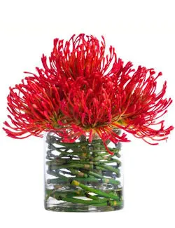 Red Pincushion Stateroom Bouquet Yacht Silks Arrangement